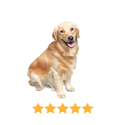 Gracies Beef Beyond Belief